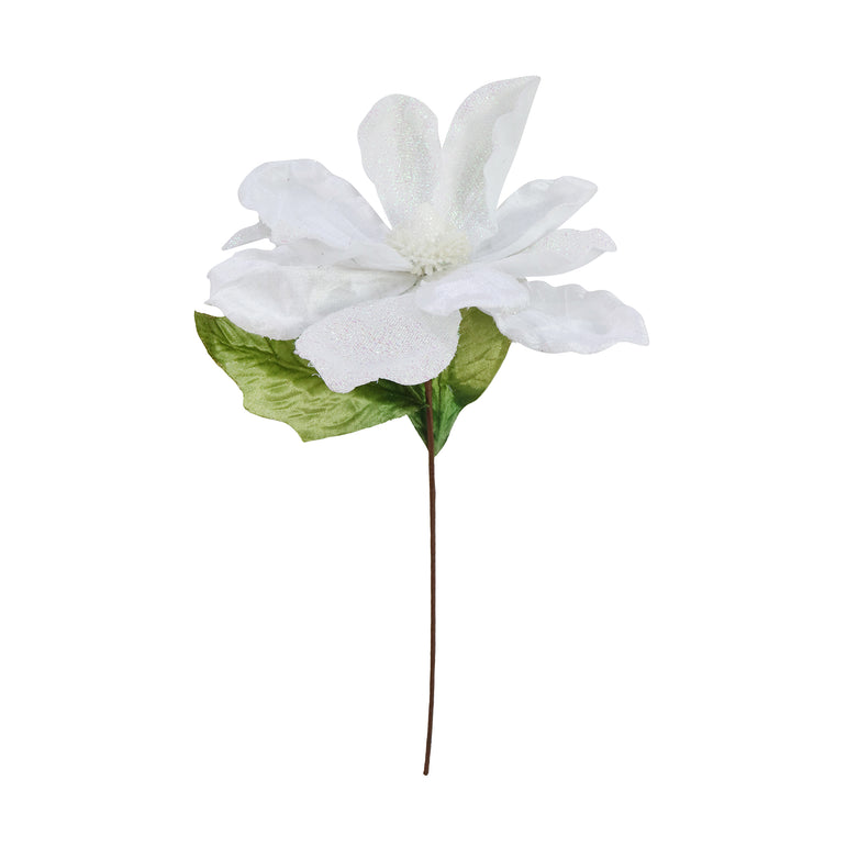 Jumbo Magnolia