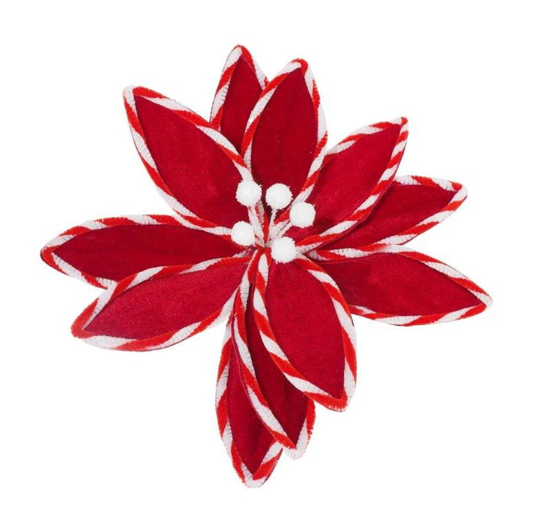 Candy Stripe Poinsettia