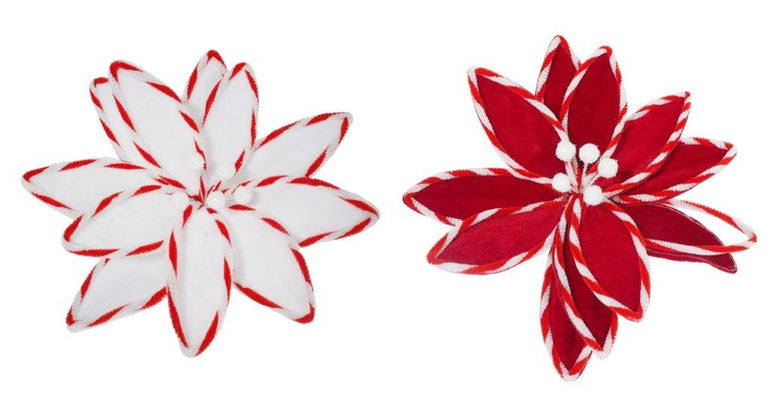 Candy Stripe Poinsettia