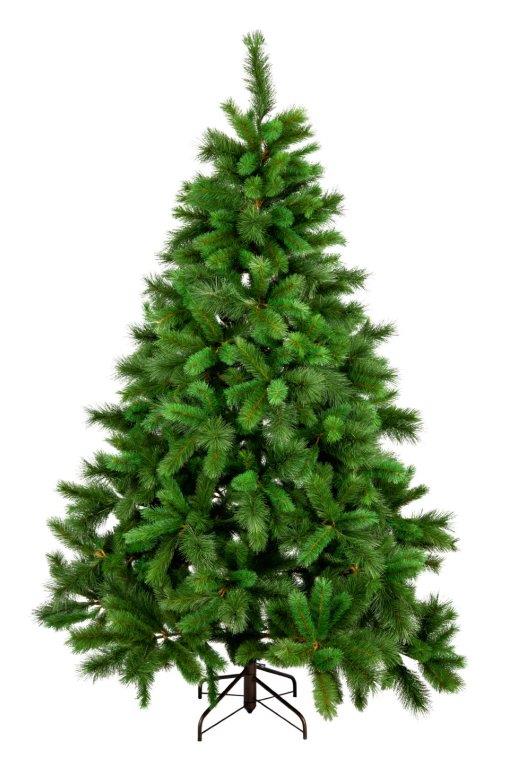 New York Spruce 180cm